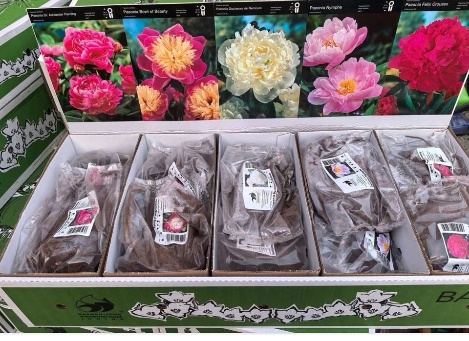 Zestaw Piwonii aż 5 kłączy plus Gratis - Wysyłka Marzec