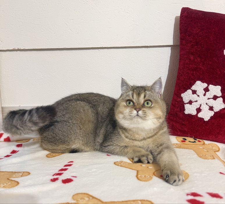 Kotka brytyjska  z legalnej hodowli