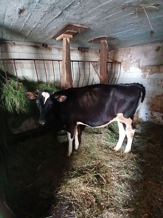 Теличка голштин-чорноряба