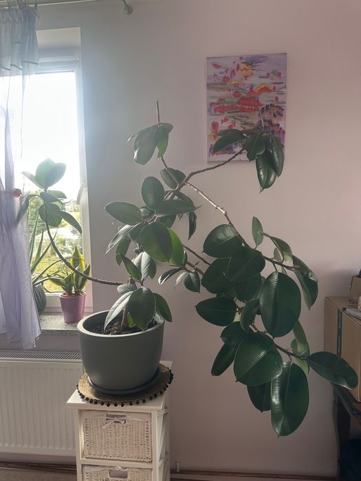 Fikus sprężysty, figowiec 120cm x 160 cm