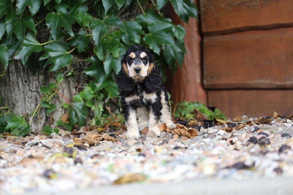 Cocker Spaniel szczeniak