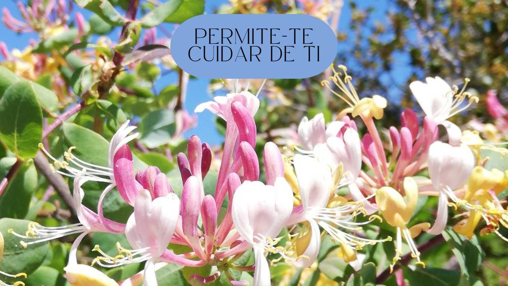 Terapeuta Holística