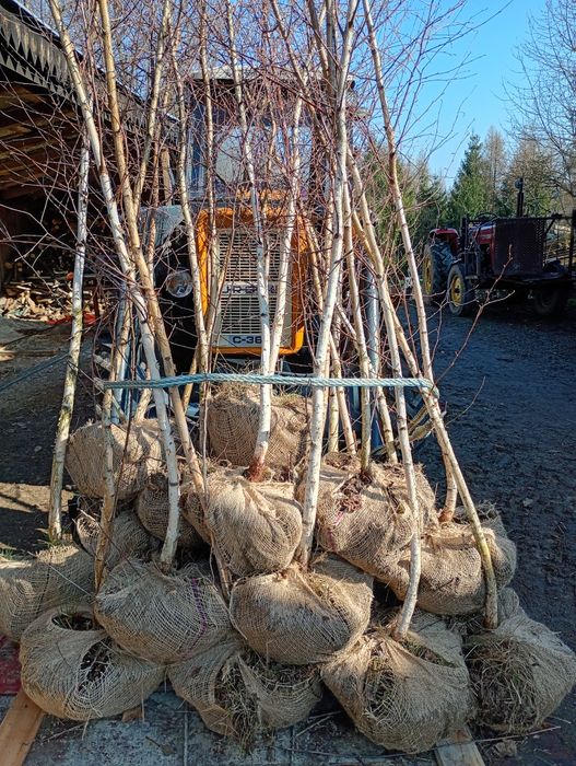 Brzoza 5 m Czarna i Biała grab buk