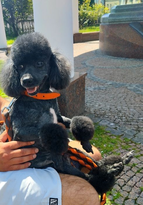 Карликовий пудель. В'язка