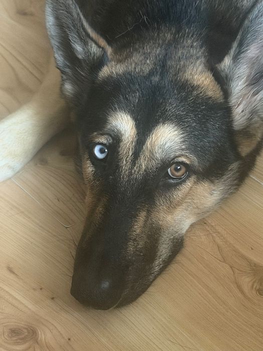 Szczeniak Gerberian Shepsky do oddania