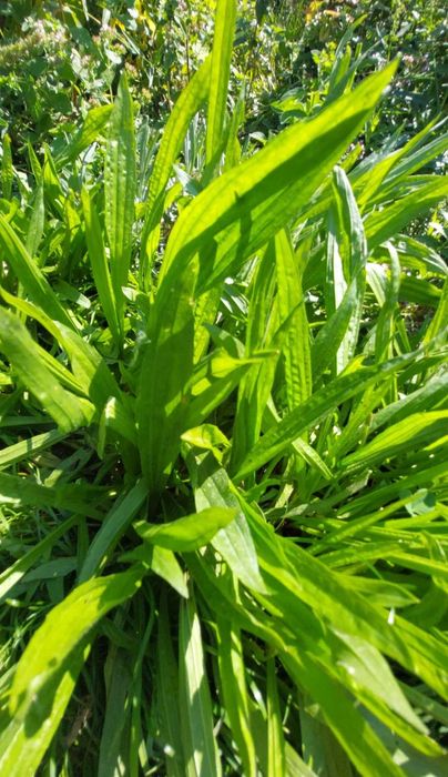 Babka lancetowata, Syrop 100ml, Beskidzkie zioła.
