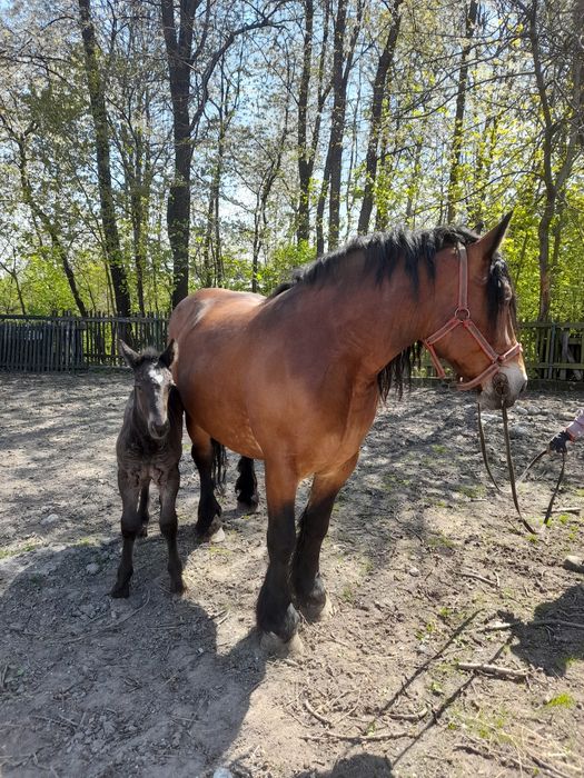 Klacz zimnokrwista ze źrebakiem