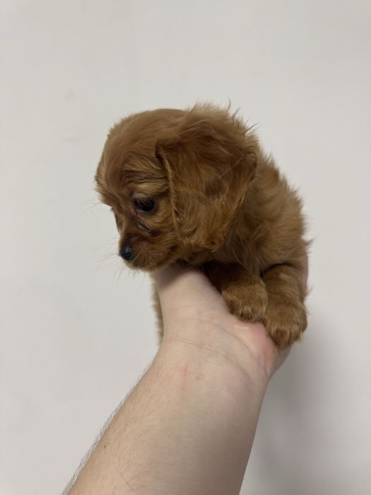 Мальтіпу щенки.