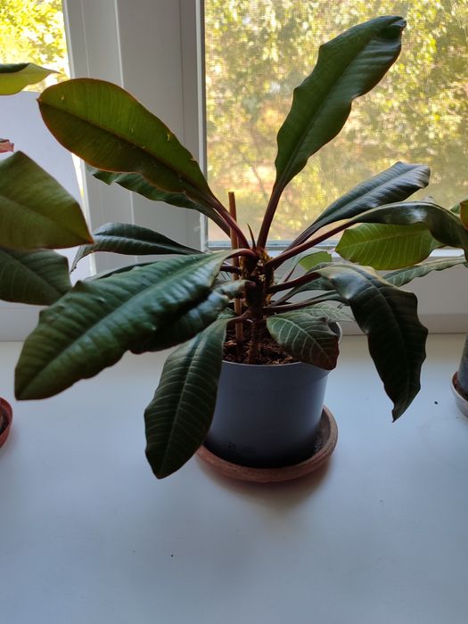 Продам растение Молочай.