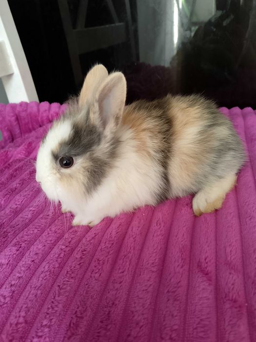 Króliczki miniaturki