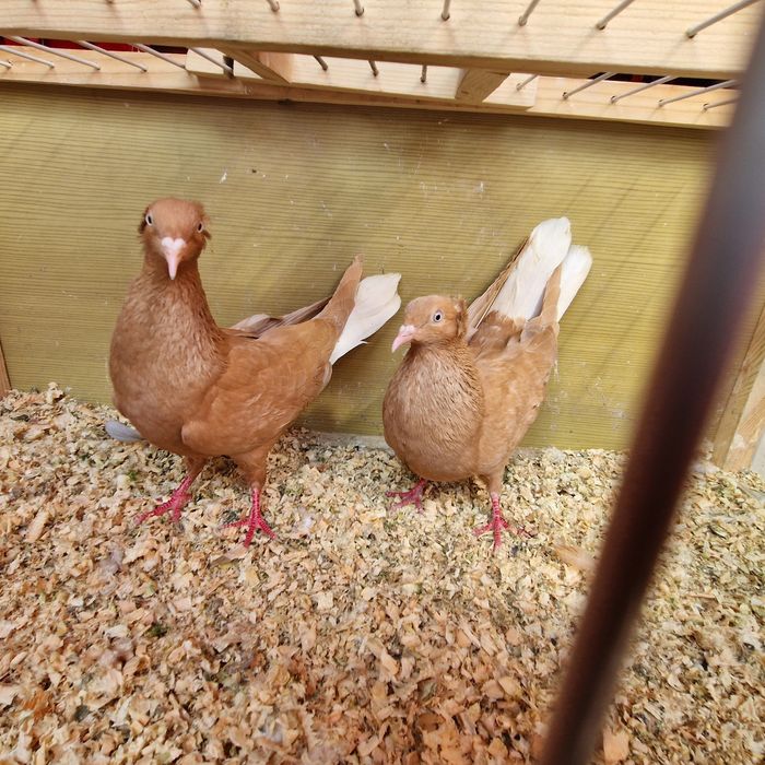 Weszfance żółte koroniate