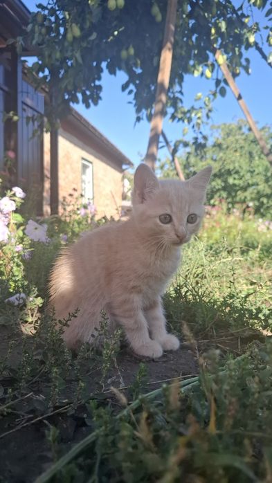 Котики в найдобріші руки