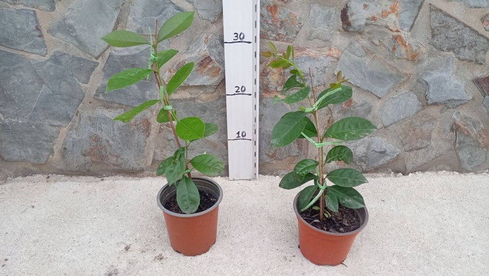 Pitangueira e araçá vermelho em vaso