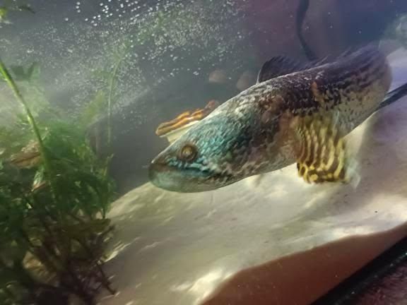 Akwarium 120x60x80+filtr AQUA NOVA NCF-1500