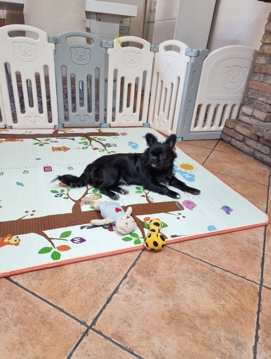 chihuahua macho pêlo longo idade 6 meses exemplar top super meiguinho