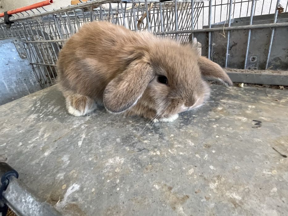 Coelhos anões de várias cores