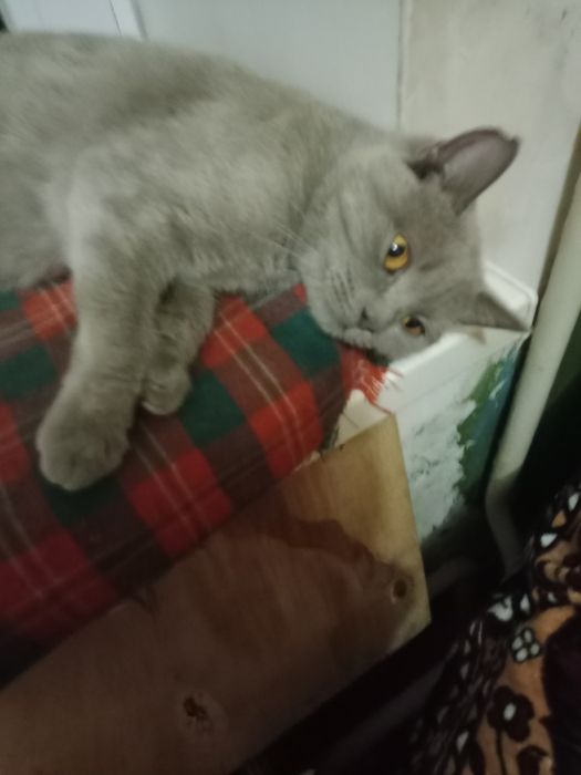 Котик британец кастрированный в добрые руки