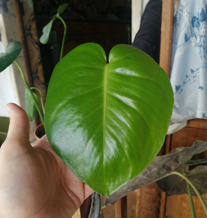 Planta Costela-de-Adão