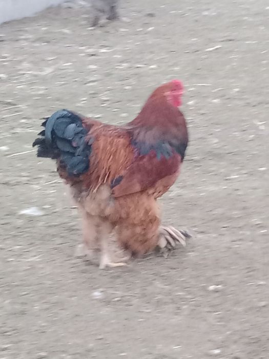 Kogut brachma olbrzymia