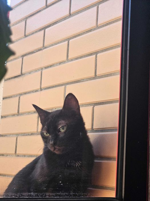 Gata de rua a precisar de um lar.