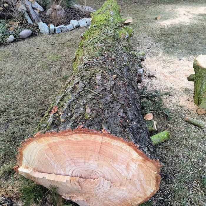 Daglezja kłoda 3,9 m