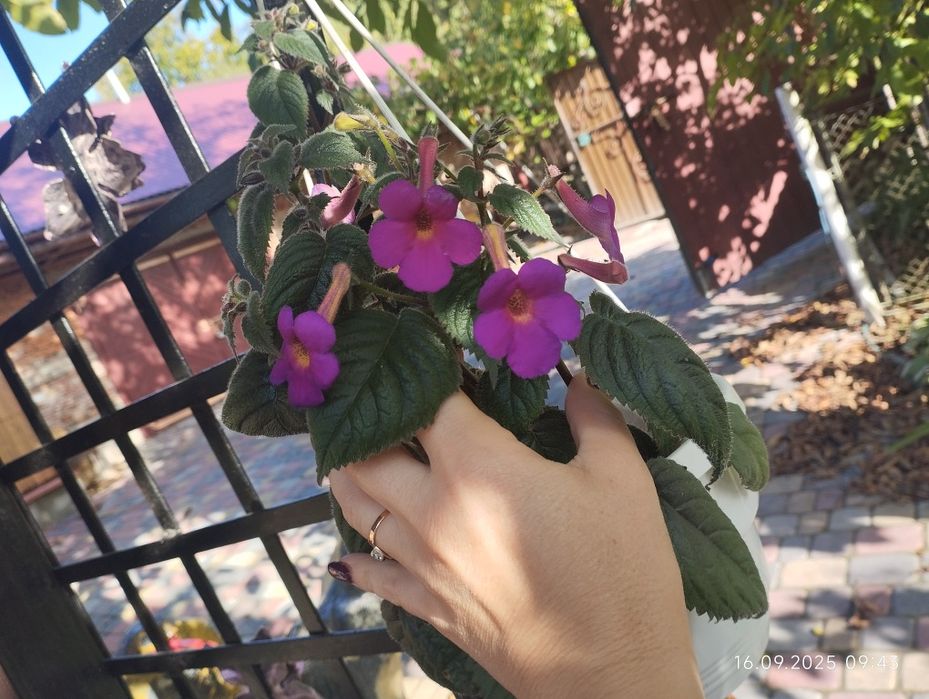 Ахіменеси. В цвіту. Відкопаю разом з різьомою.