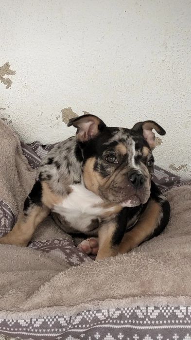 American bully pocket