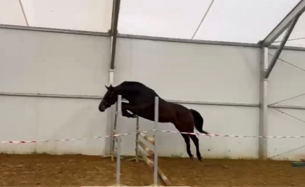 Walach hannowerski po Stakkato