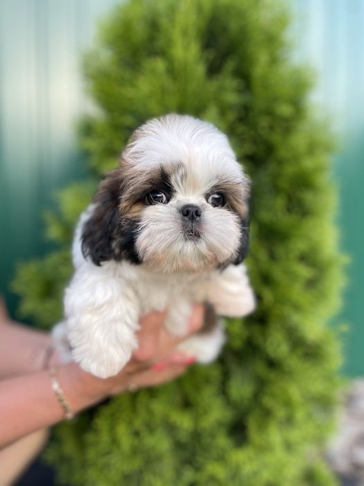 Шикарные малыши шит-цу