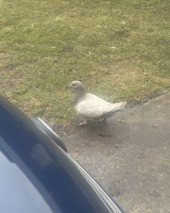 Gołębie różne rodzaje