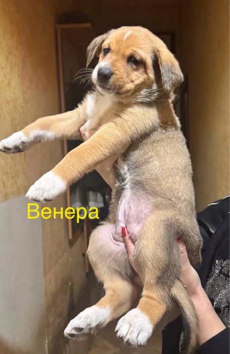 Щенки в добрую, любящею семью