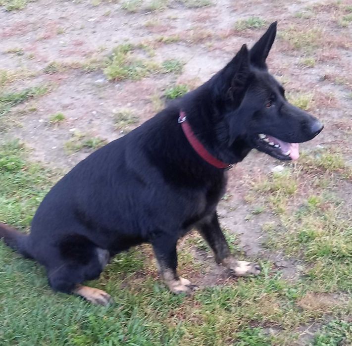 Owczarki do oddania za darmo