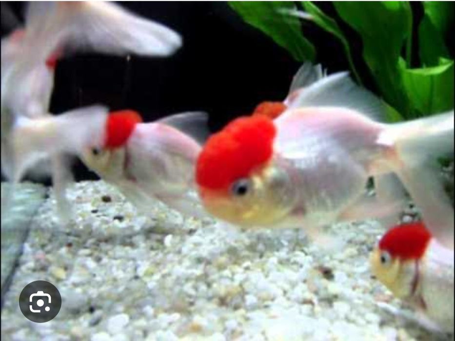 Akwarium welony roróżne kolory