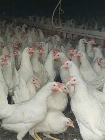 Kury Nioski Leghorn 24 tygodnie! Wysyłka od 10 sztuk.