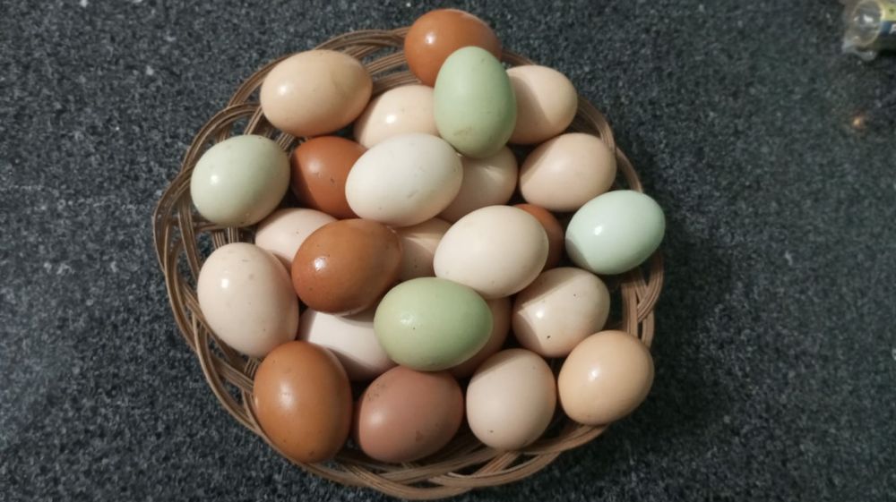 Ovos caseiros 100% de galinhas à solta no quintal.