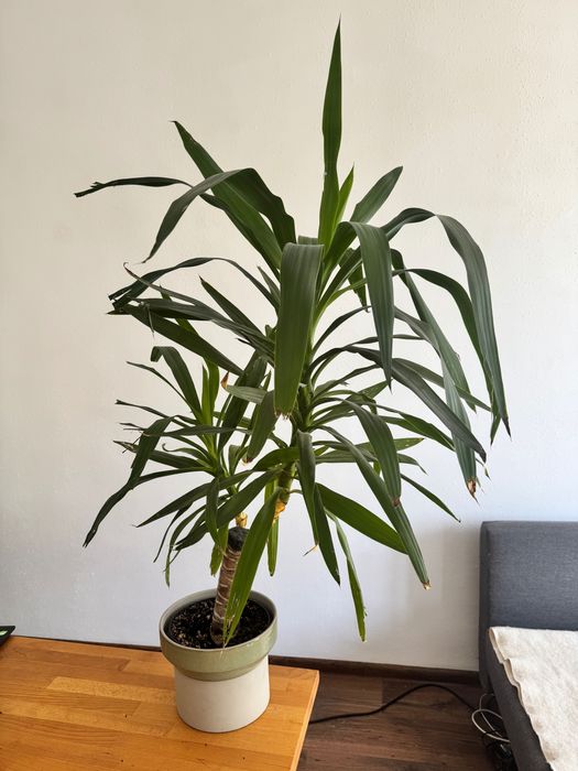 Juka dracena rolina doniczkowa Krakw Grzegrzki  OLX.pl