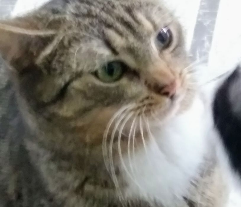 Funia miła młoda kotka