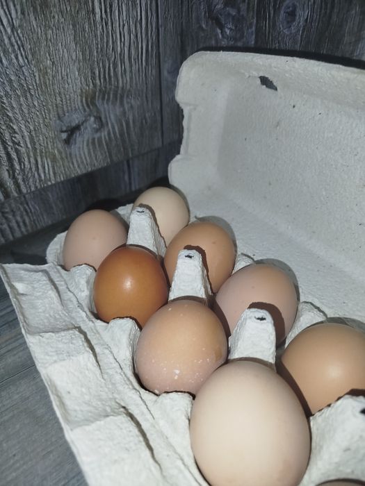 Продам яйца домашние