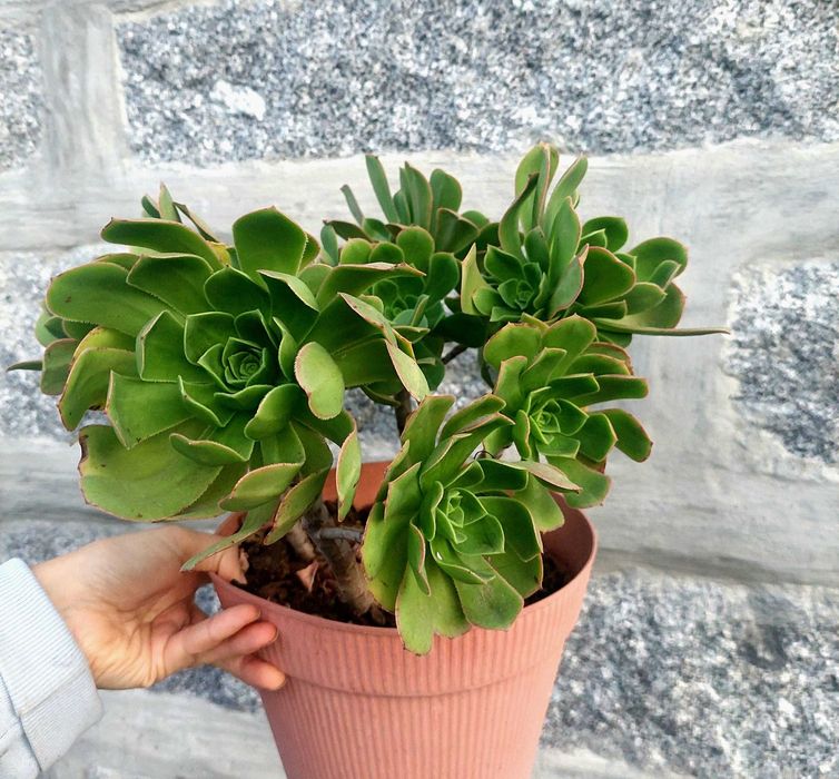 Suculentas 5€ cada