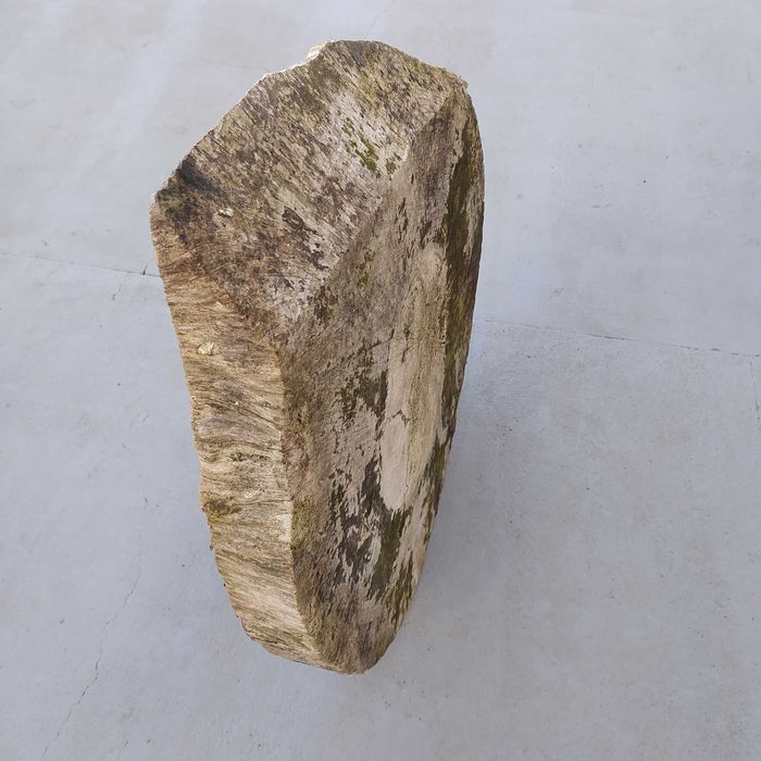 Bolacha/Rodela Madeira Plátano