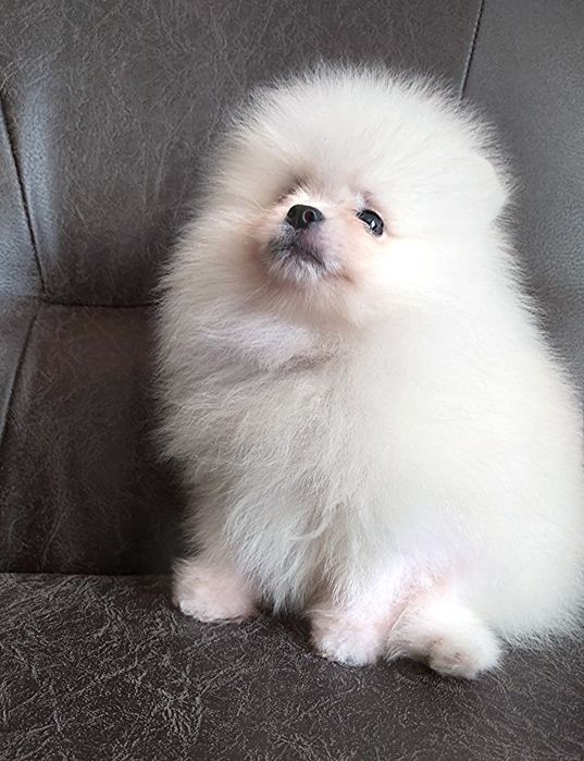 Бомбезні міні шпіцулі