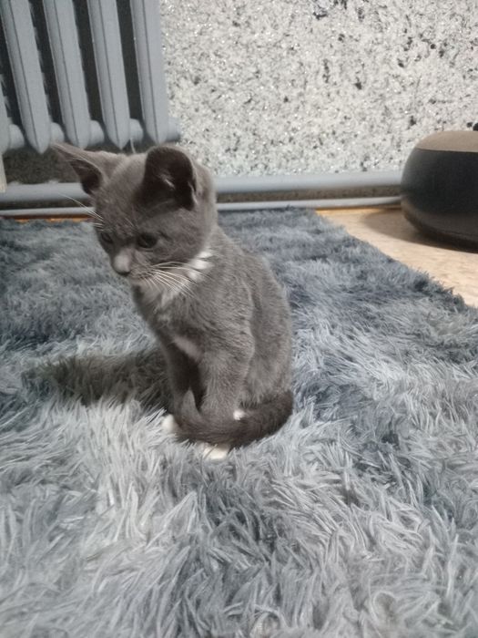 Котёнок мальчик.