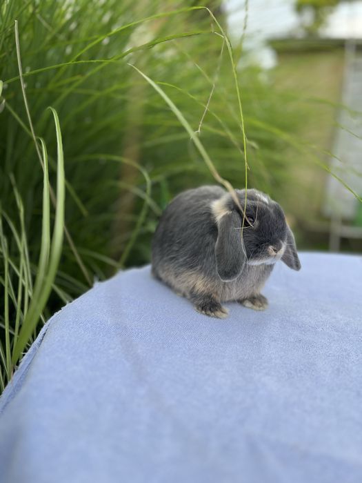 Дівчинка NHD.Породиста.Карликові кролики