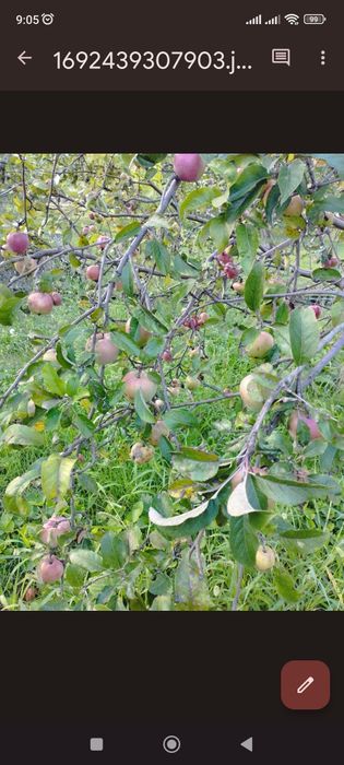 Продам дачный участок