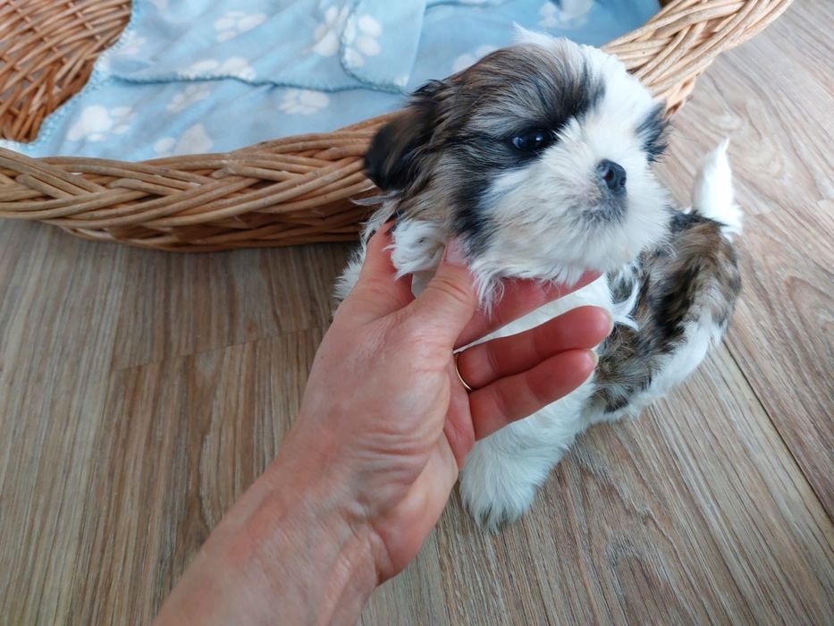 Samczyk shih tzu z czteropokoleniowym rodowodem