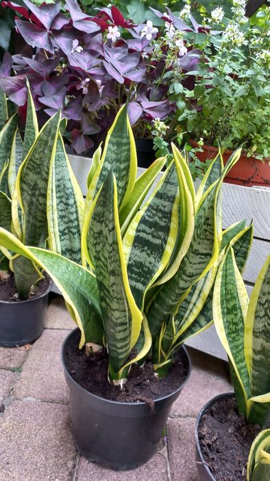 Kwiatek szabla Sansewieria sansevieria Język Teściowej
38,00 zł
+12,99