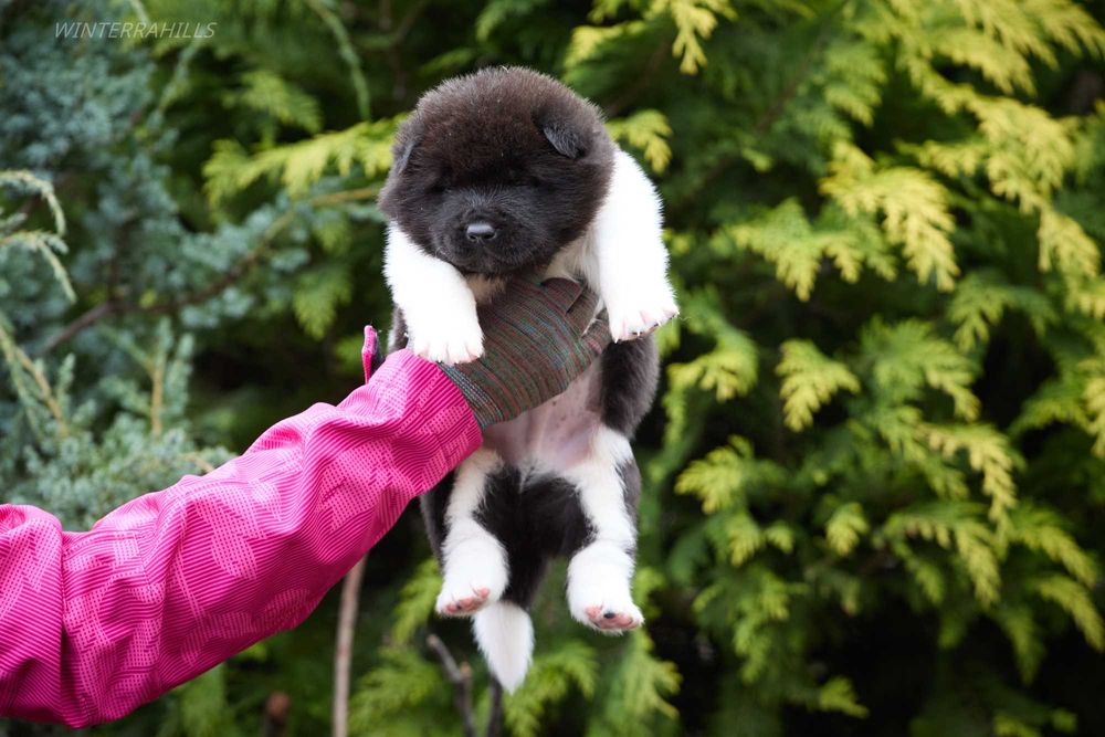 Американская акита - девочки и мальч. от импортного кобеля.  КСУ
