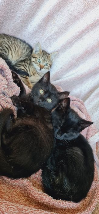 Кошенята в добрі руки