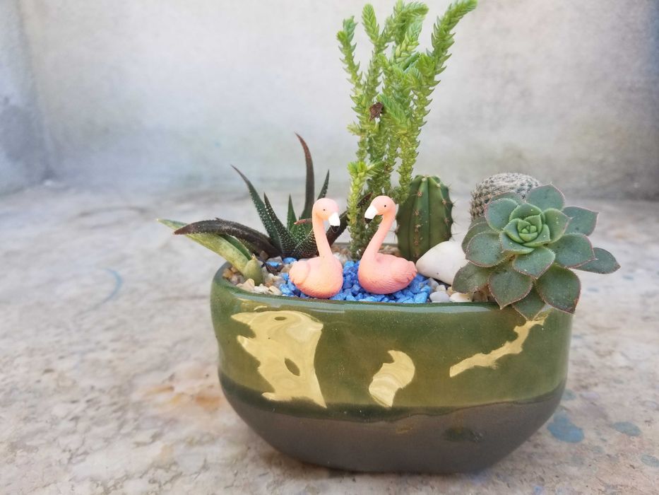 Arranjos de Suculentas