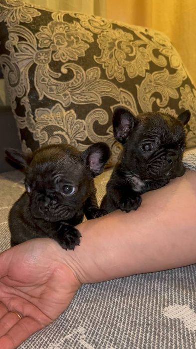 Продаж Французького бульдога